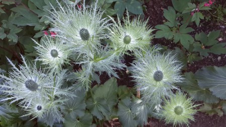 СИНЕГОЛОВНИК АЛЬПИЙСКИЙ (Eryngium alpinum)